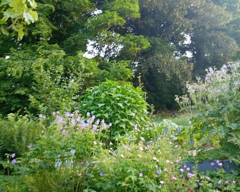 20250717_082514_nat-rn-terrain-957_photo_jardin1 réseau nature.jpg